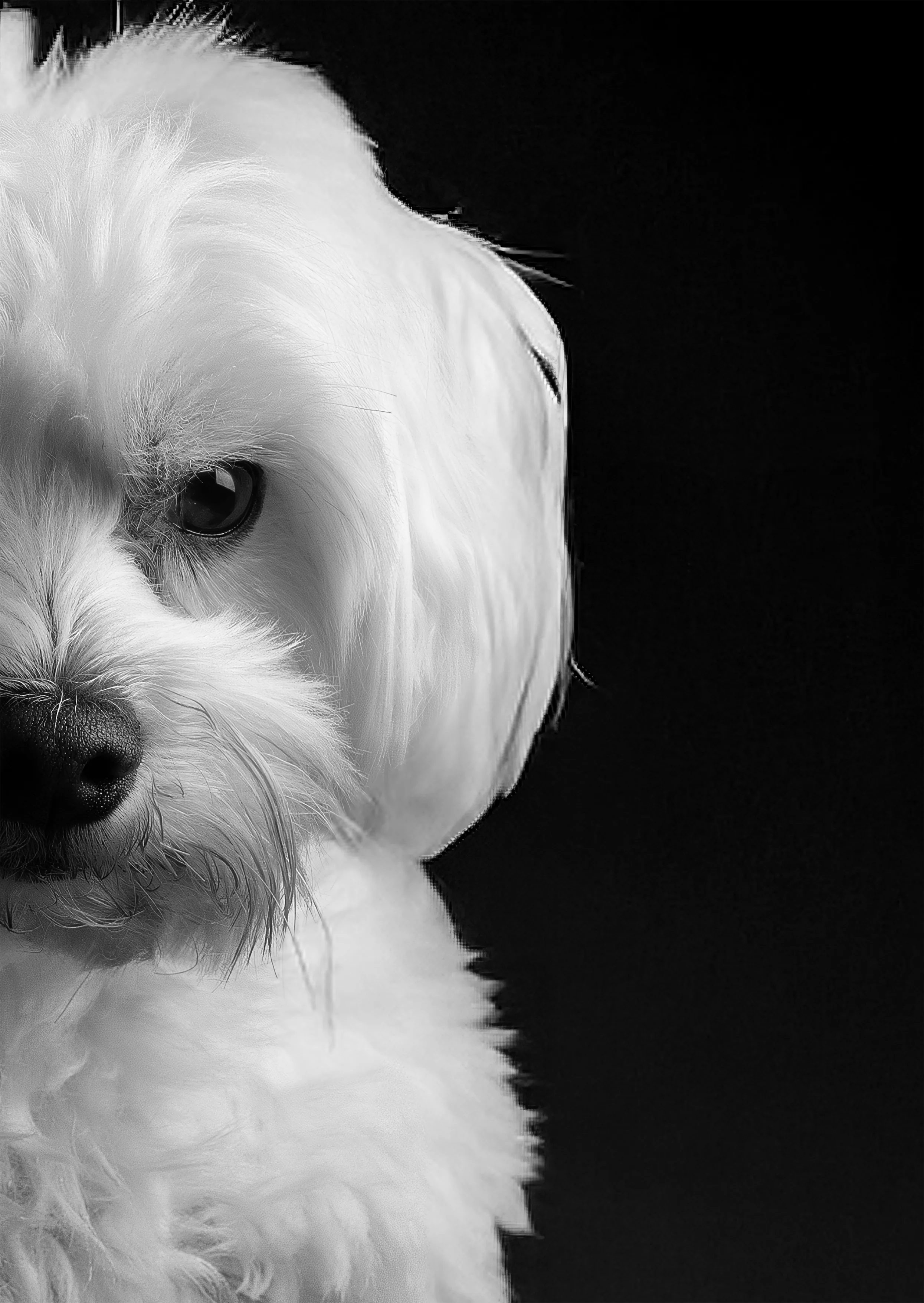 Pet portrait, Piorun, Catch a Moment Studio